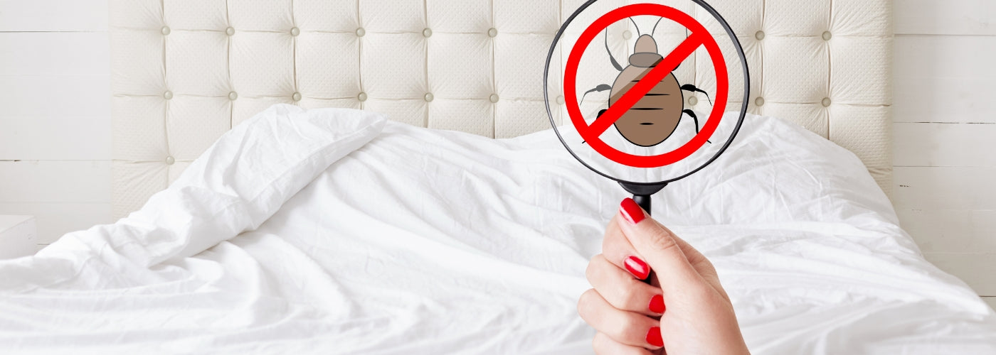 Do Bed Bugs Live on Wooden Furniture?